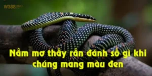 Nằm mơ thấy rắn đen đánh số may là quan niệm như thế nào?